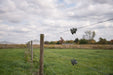 Close-up of fence posts and barbed wire in a grassy field under a cloudy sky.